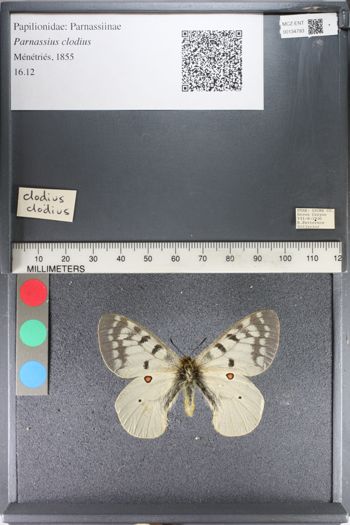 Media type: image;   Entomology 134793